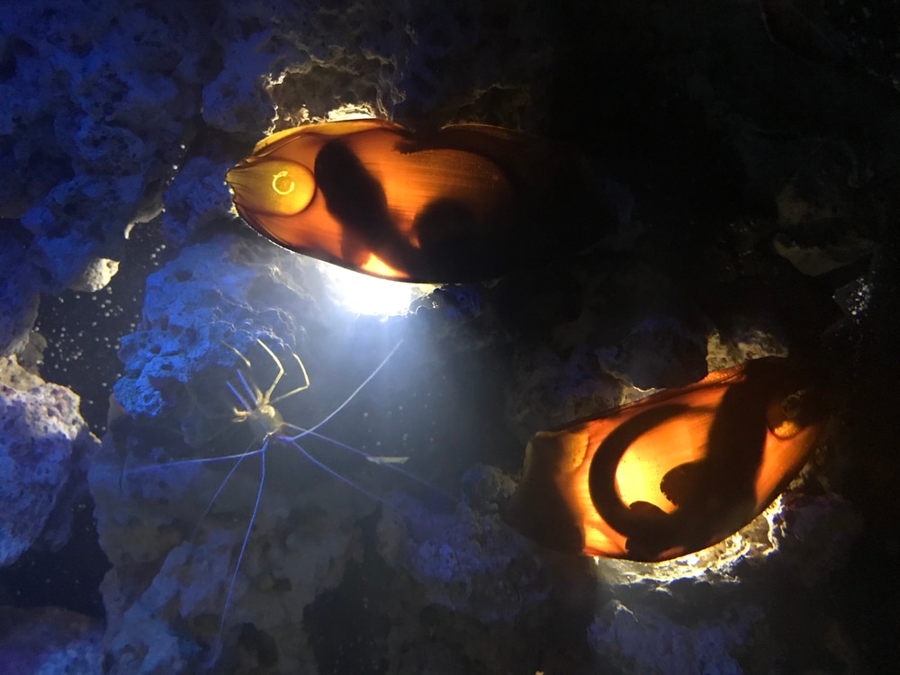 a light passing through shark eggs showing the babies inside