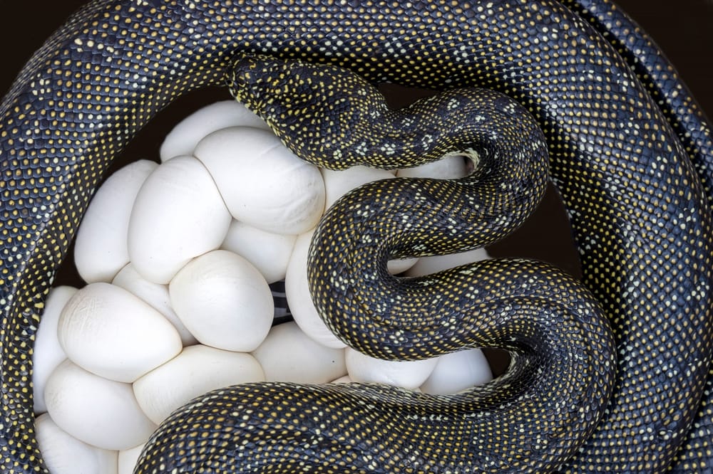 Australian diamondback python laying eggs