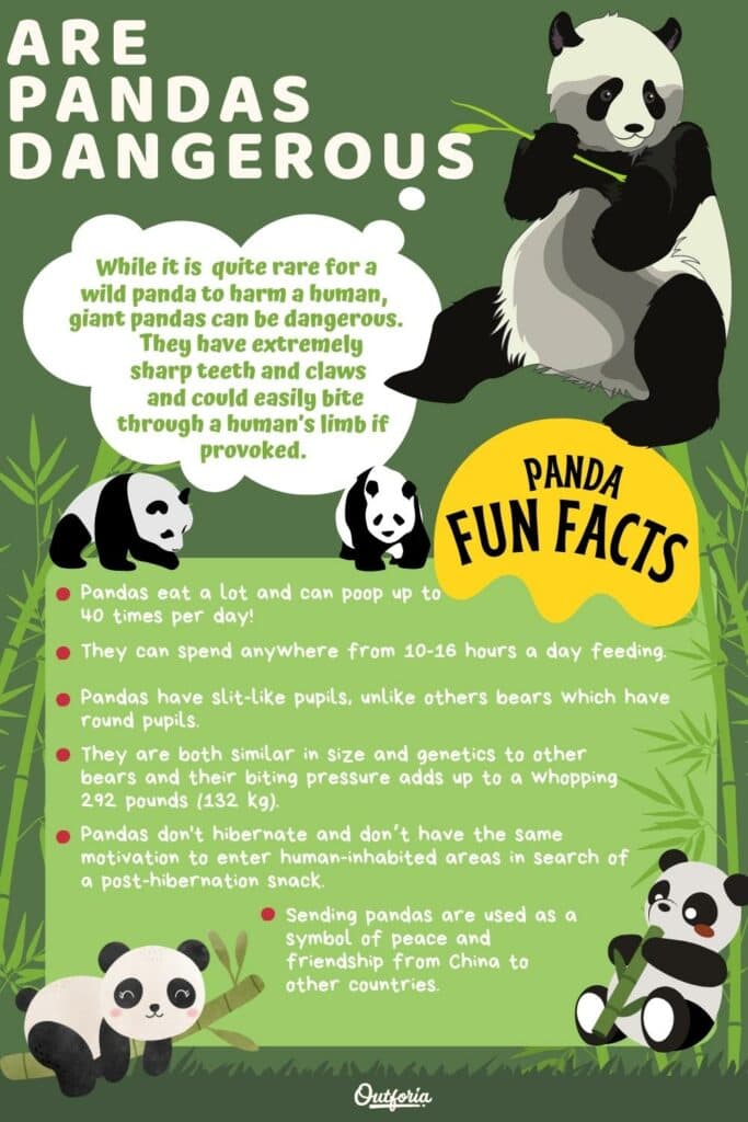are pandas dangerous infographic with images and facts