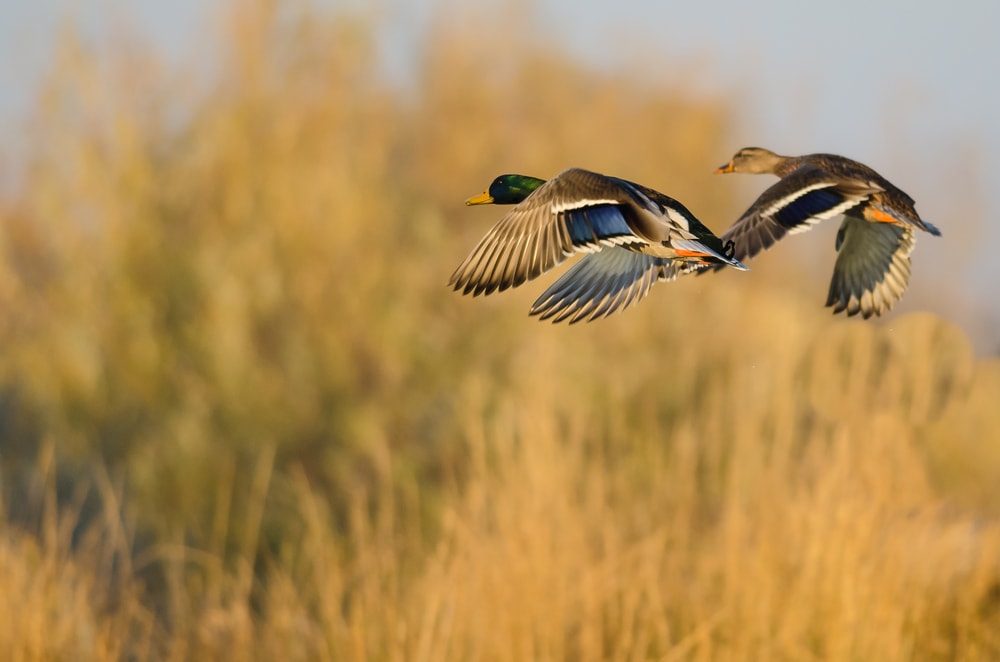 two mallard ducks in flight 