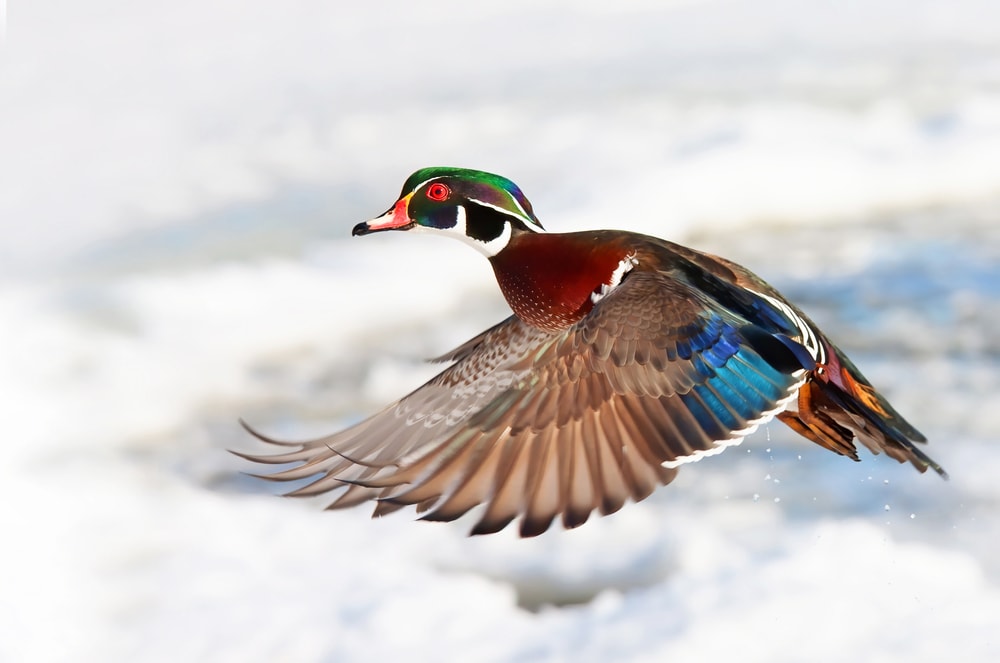 a male wood duck flying over snow