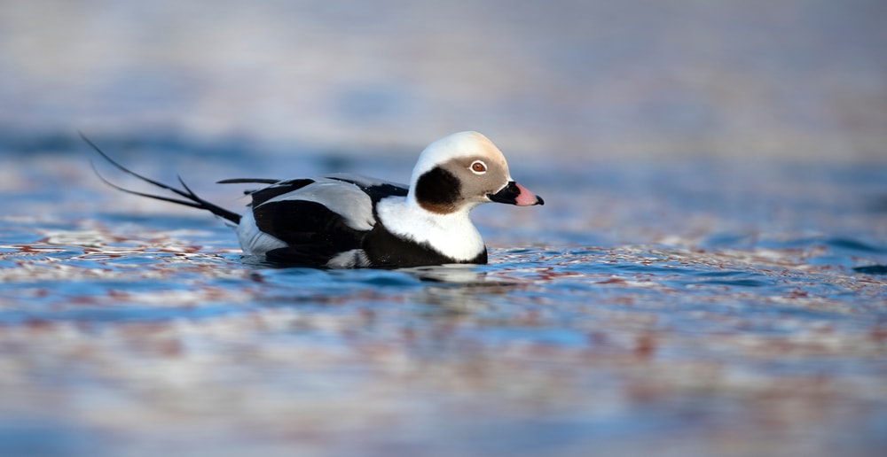 portrait of a Long Tailed Duck in the water