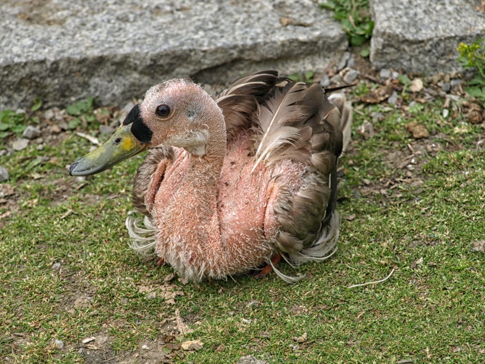 a molting duck resting on grass