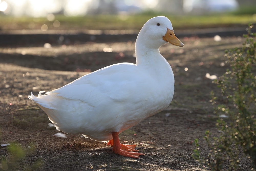 image of a White American pekin duck