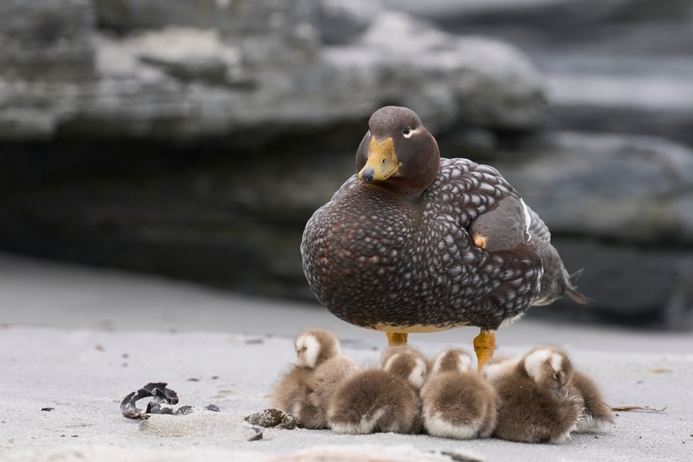 a Falklands steamer mother duck with her newly hatched ducklings