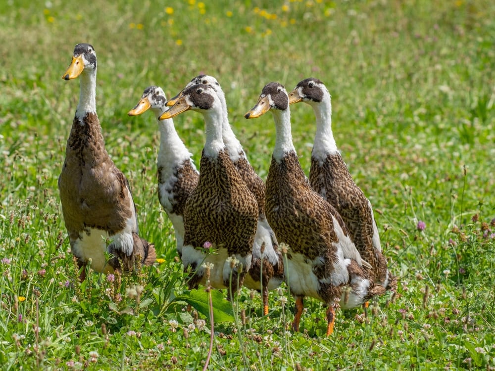 flock of Indian runner ducks