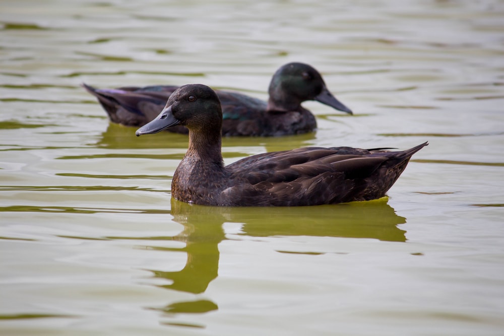 east indie ducks on a pond