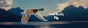 can ducks fly featured image