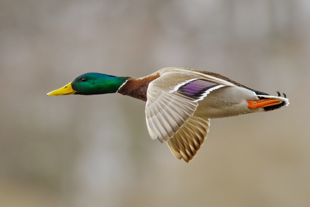 image of a mallard duck in flight