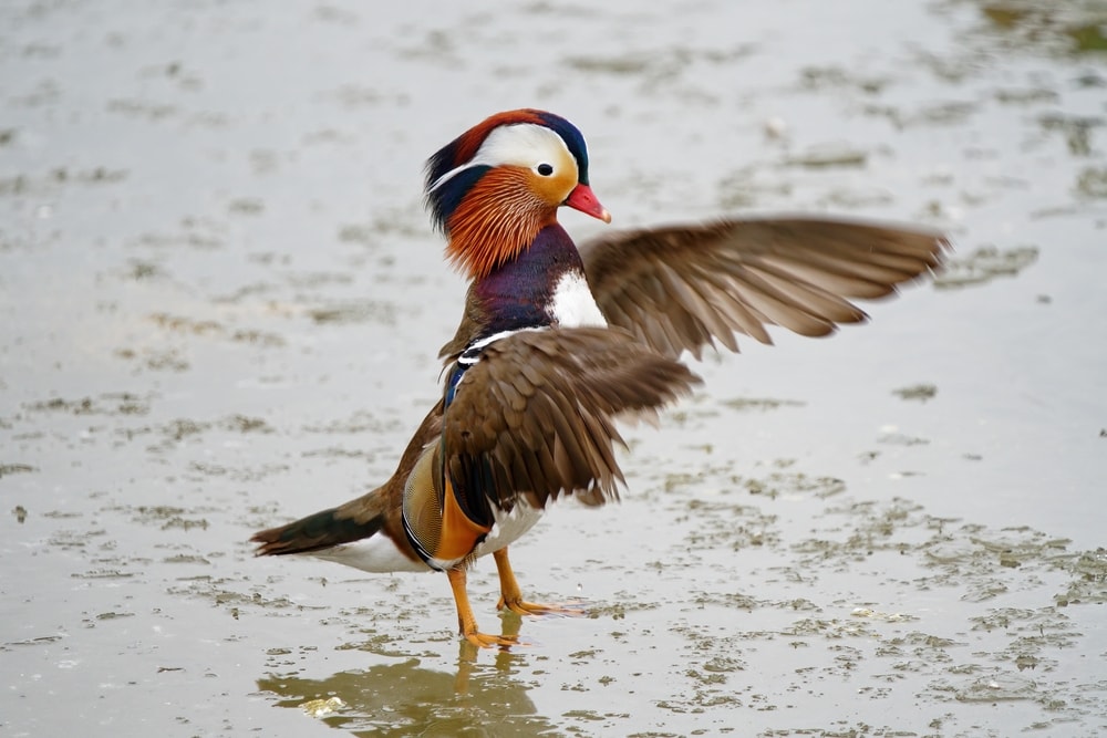 close up of mandarin duck flapping its wings