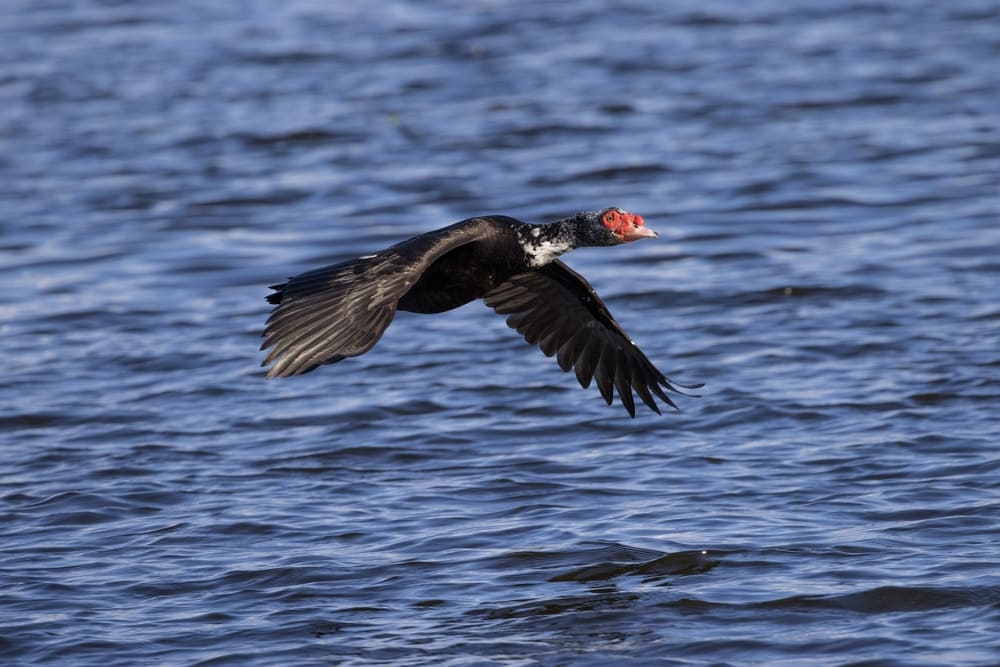 a muscovy duck flying over the water
