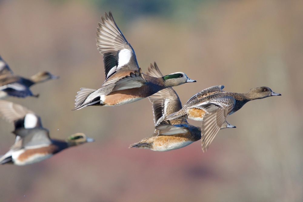 image of American widgeons in flight