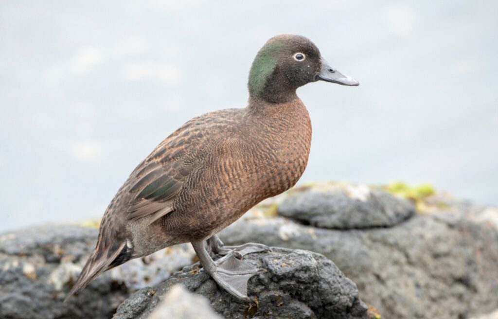 a Campbell Island Teal on a rock