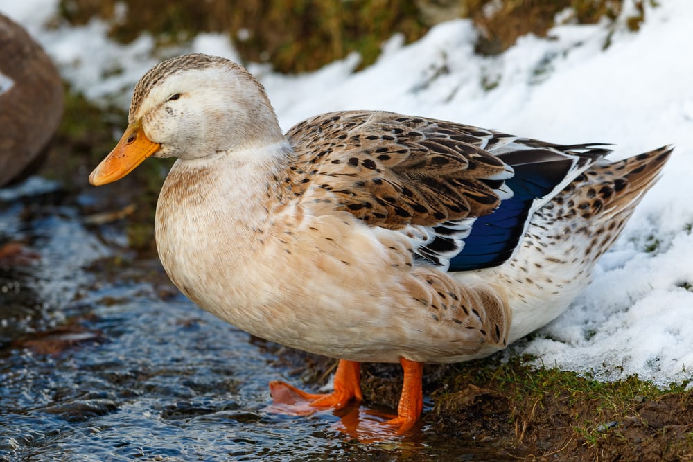 image of silver appleyard duck in shallow water