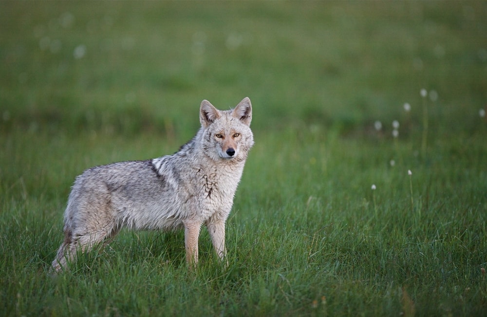 an eastern coyote standing on a grassy meadow