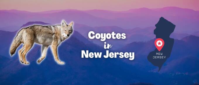 coyotes in New Jersey featured image