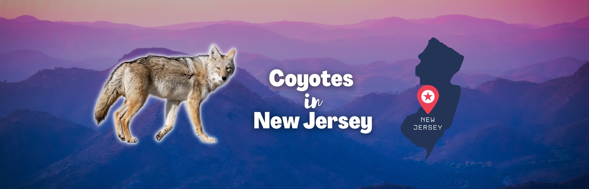 Coyotes in New Jersey: The Garden State’s Newest Canine Resident