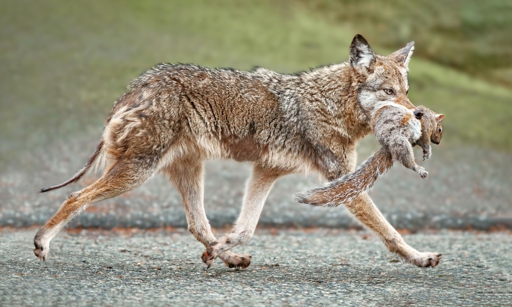 a coyote holding a squirrel in its mouth