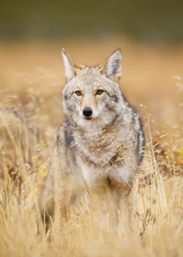 portrait of a coyote in a meadow