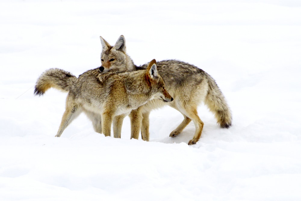 two coyotes in courtship during winter