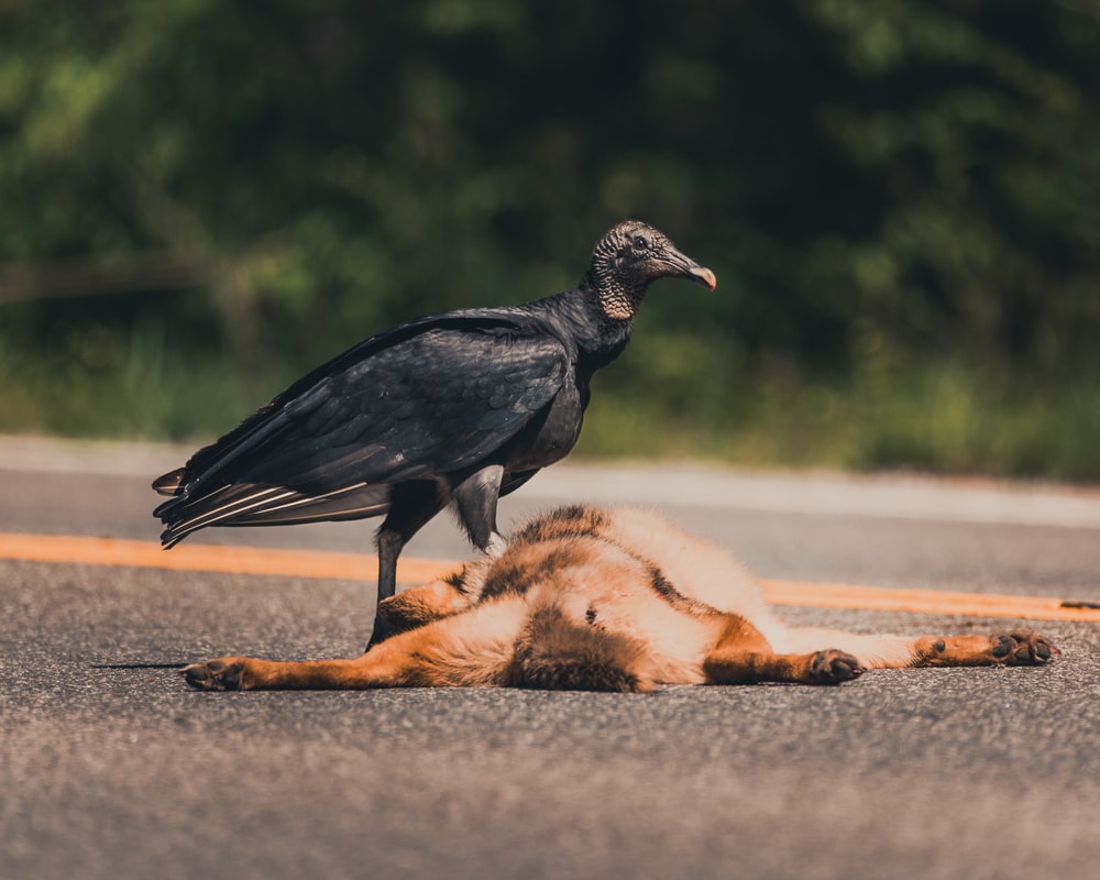 a black vulture feasting on a dead coyote 