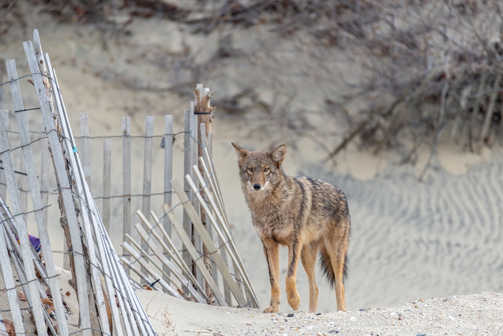 a coyote standing on the beach sand