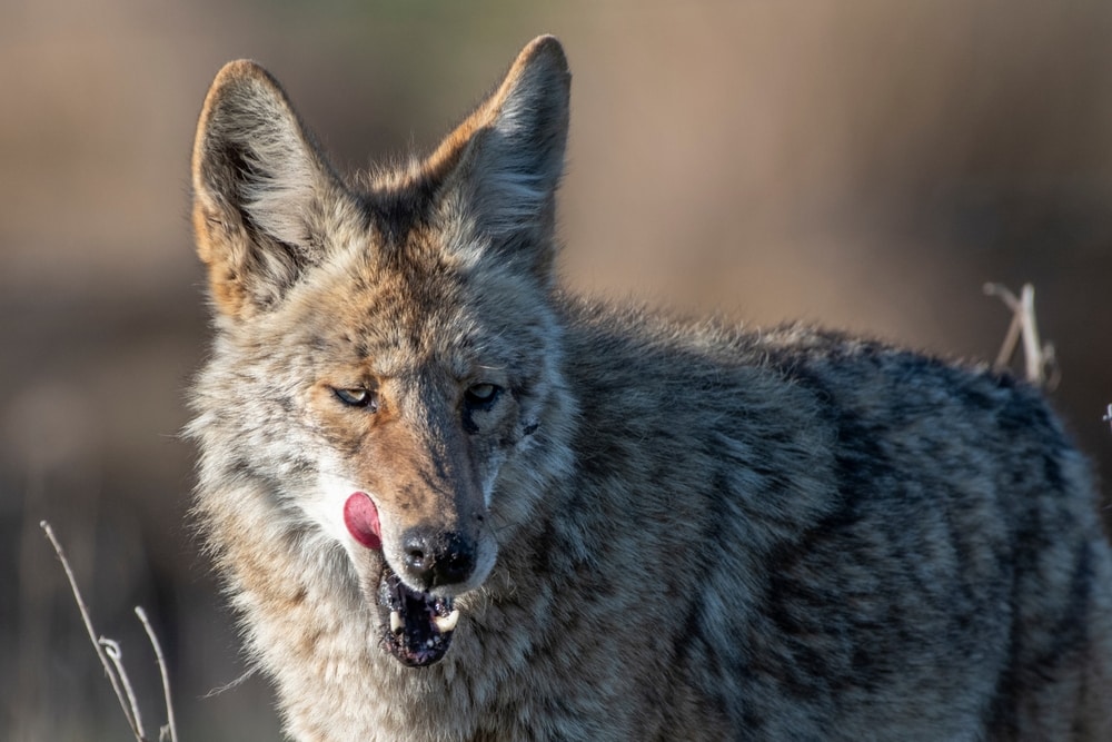 a coyote licking its mouth