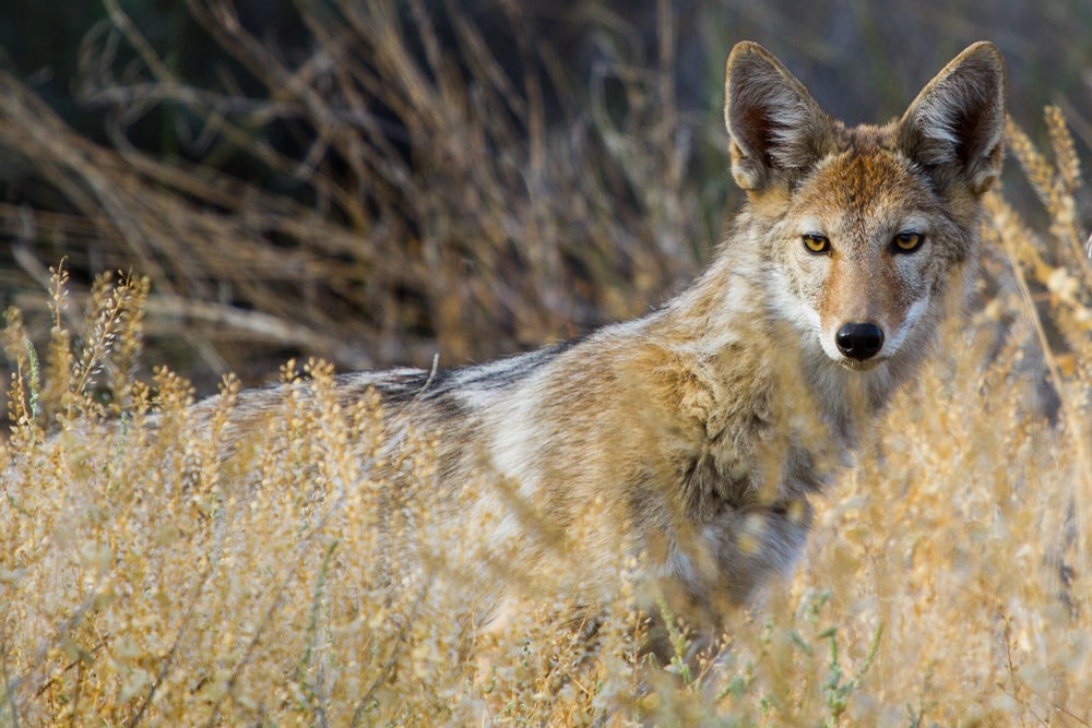 a coyote hiding behind a grassy meadow
