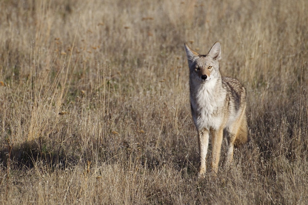 a coyote standing in a meadow