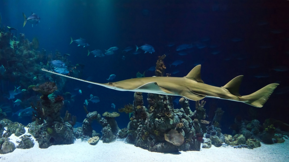 Sawfish swimming on the rocks under the ocean