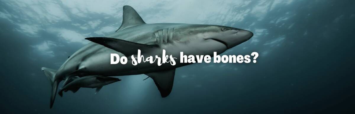 Do sharks have bones featured image