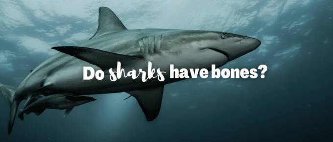 Do sharks have bones featured image