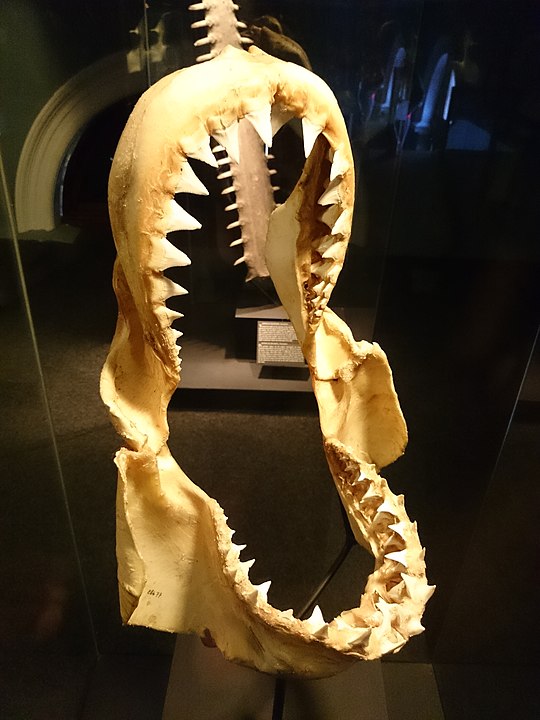 Jaws of the Great White Shark formed skeleton by cartilage