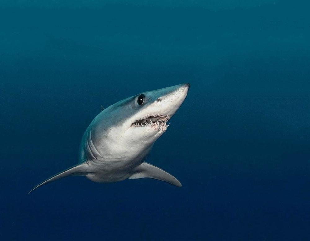 Shark swimming rightward in deep ocean