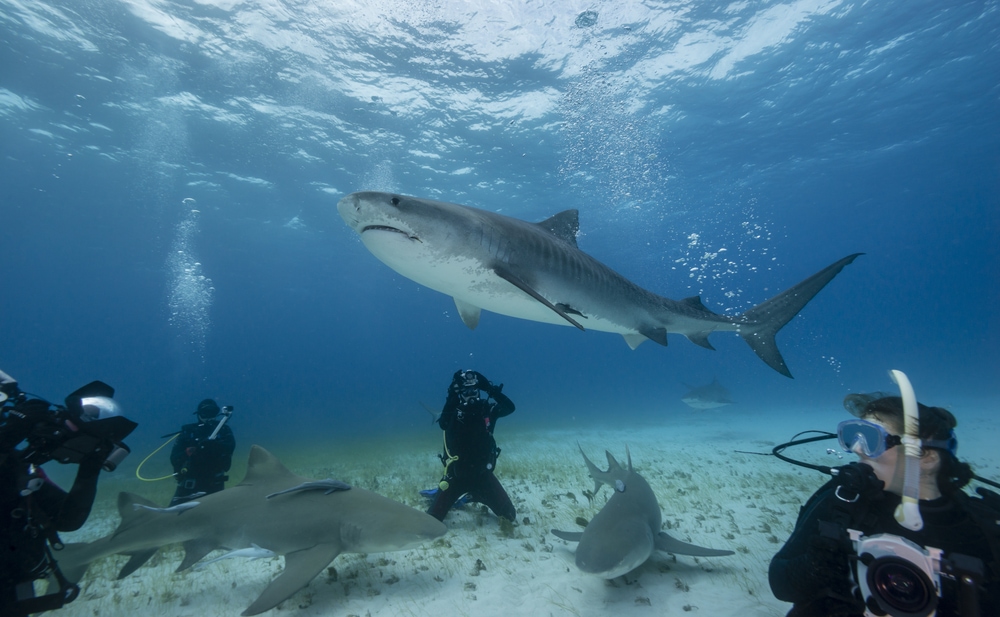 Sharks swimming with scuba divers