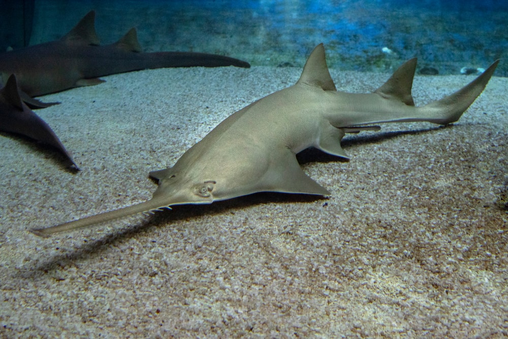 Sawfish swimming on the ground of the ocean