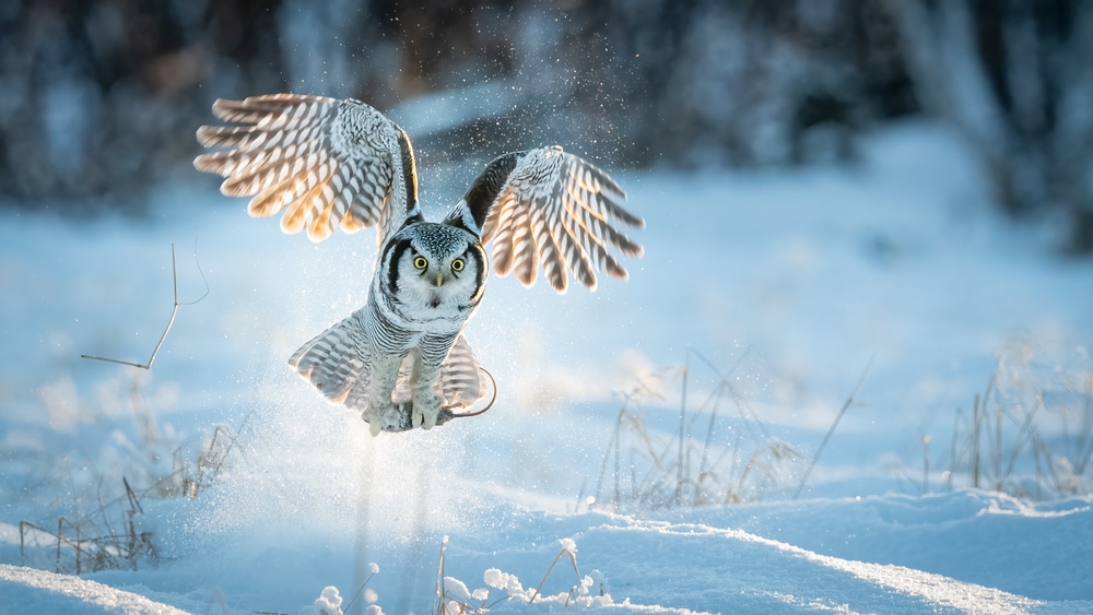 Northern Hawk Owl (Surnia ulula) flying during winter