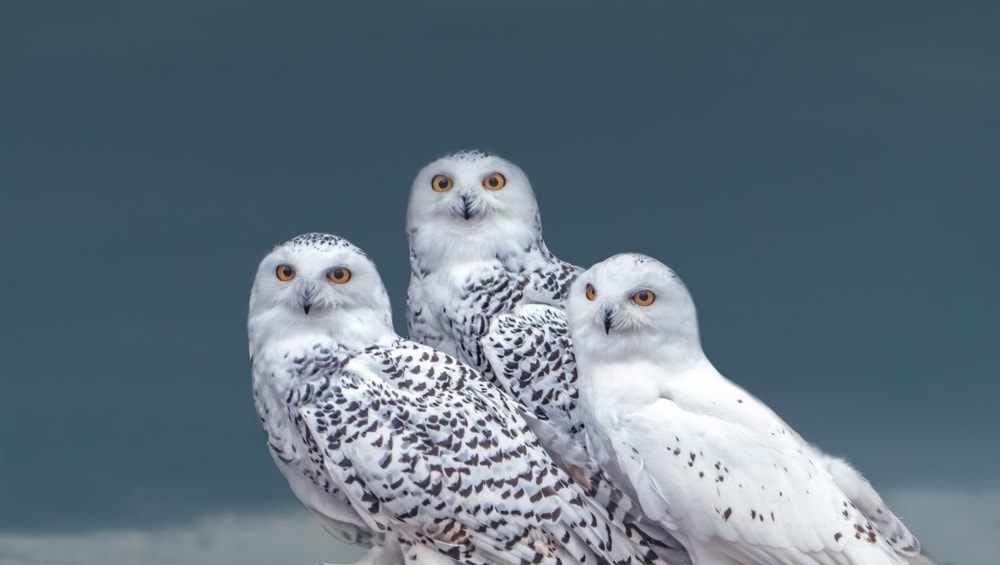 Three white owls looking at the camera
