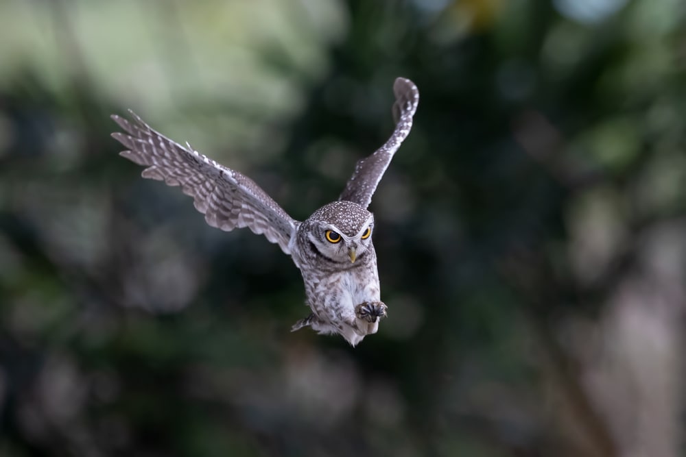 Owl caught landing by the camera