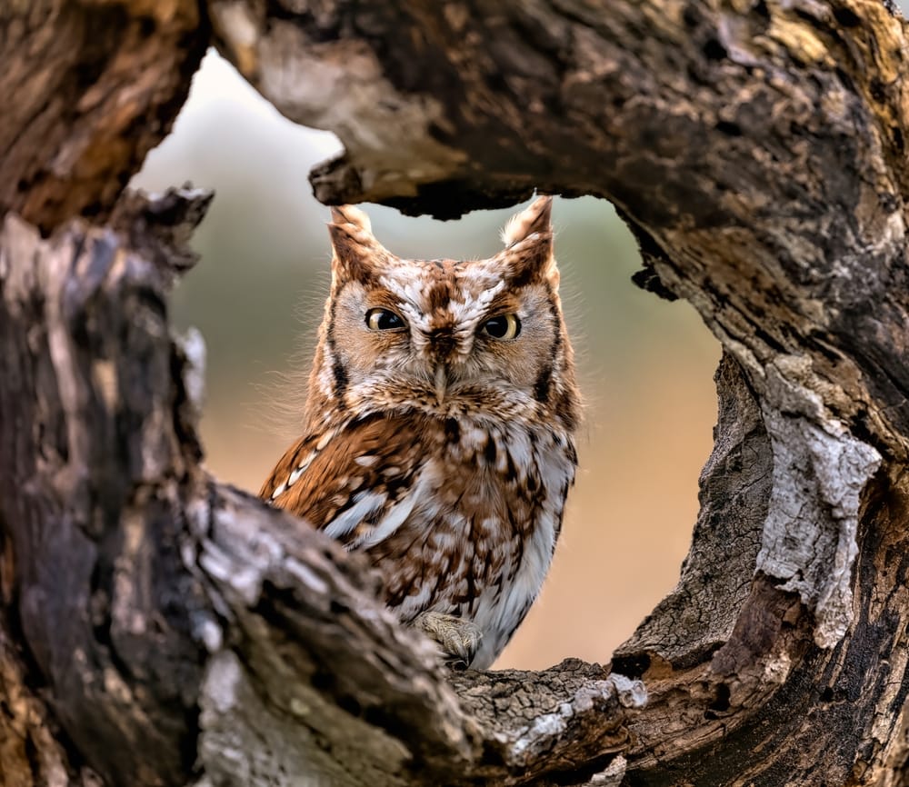 Eastern Screech-Owl (Megascops asio) inside the hole of a branch of tree