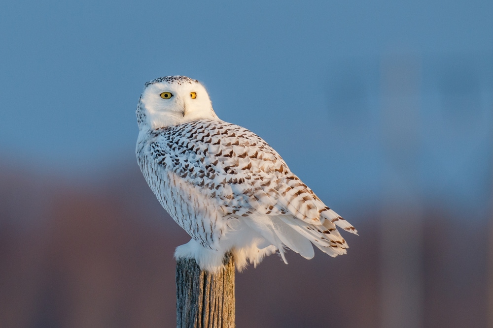 Snowy Owl (Bubo scandiacus) standing on top of a wood