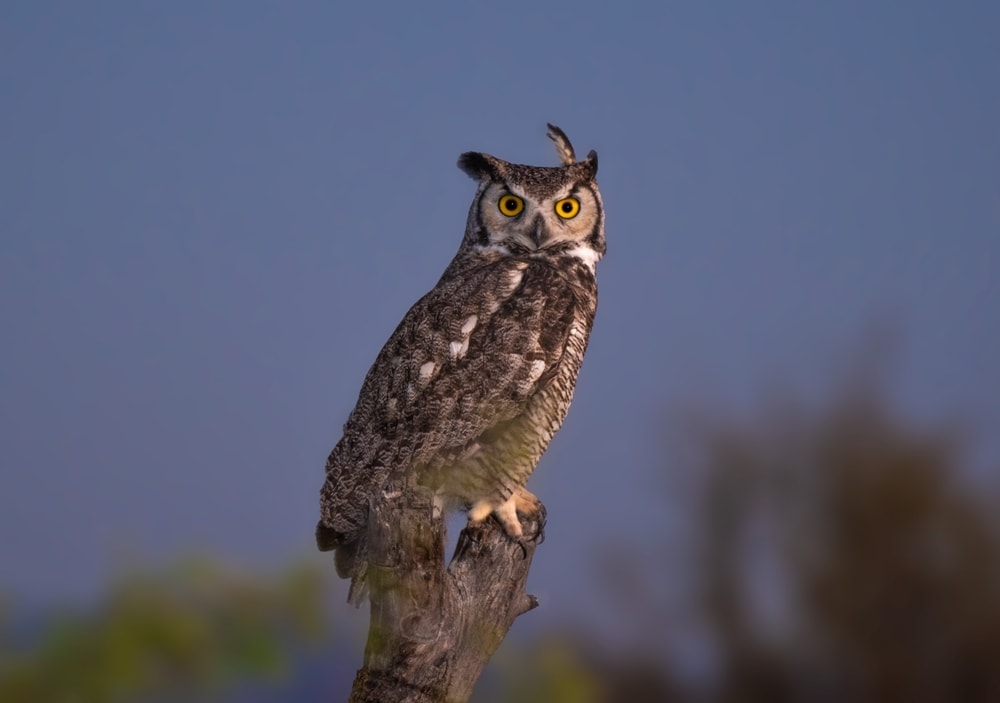 Great Horned Owl (Bubo virinianus) staring at the camera