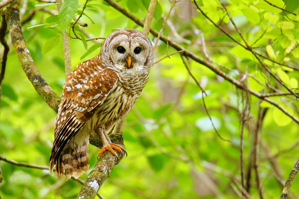 Barred Owl (Strix varia) inside the tree