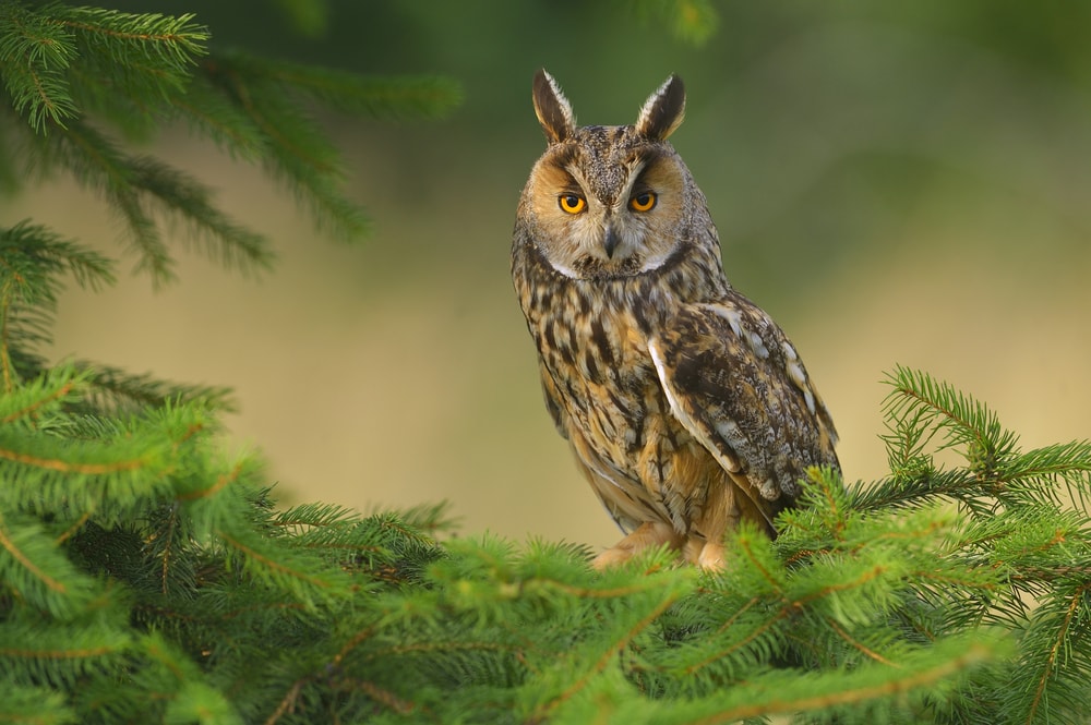 Long-Eared Owls (Asio otus) in the middle of garlands