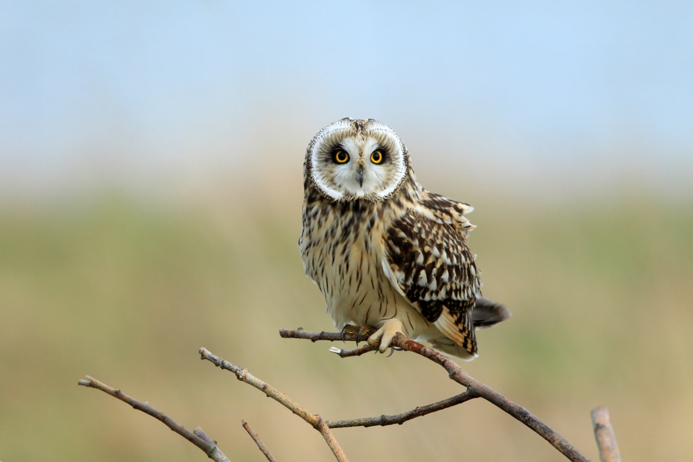 Short-Eared Owl (Asio flammeus) on thin stick