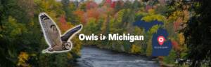 Owls in michigan featured image