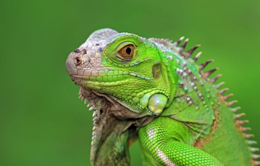 close up of a face of green iguana