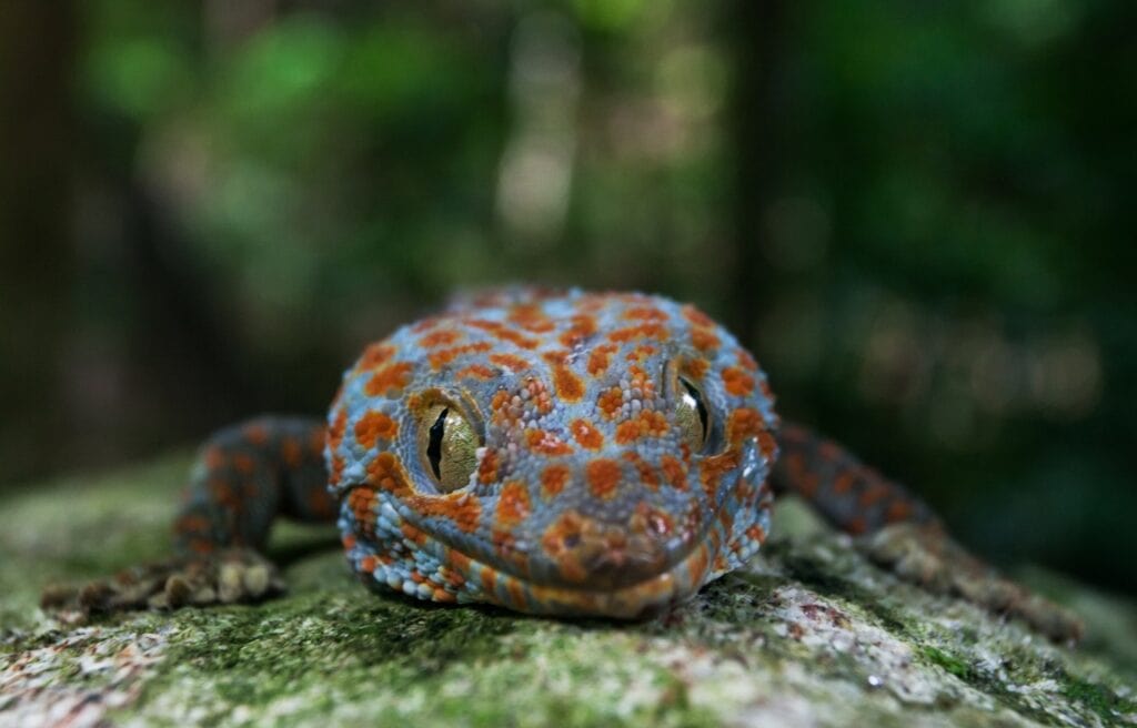 close up image of the front face of a Tokay gecko on a tree