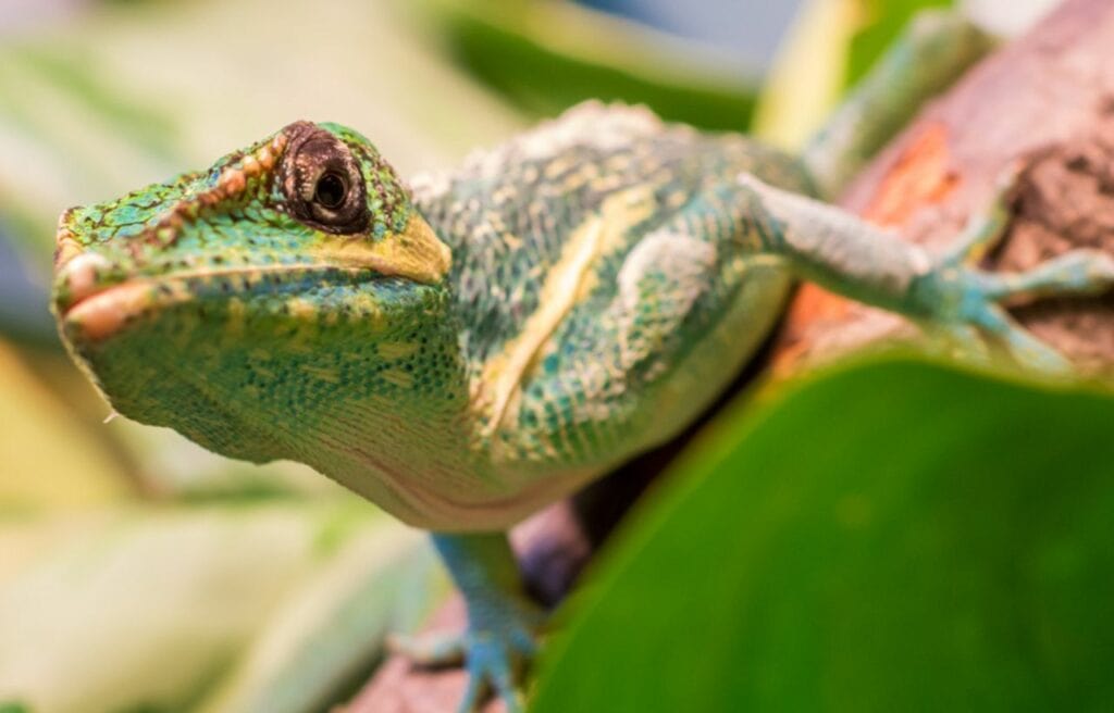 close front image of a Cuban Knight Anole