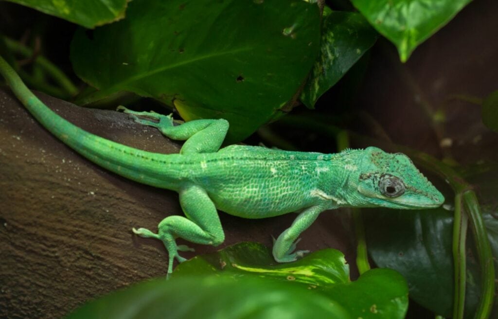 image of a Cuban Knight Anole on a branch